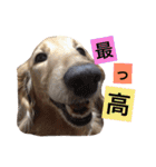 華コロ探検隊（個別スタンプ：2）
