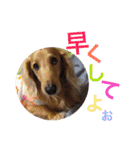 華コロ探検隊（個別スタンプ：5）