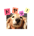 華コロ探検隊（個別スタンプ：7）