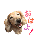 華コロ探検隊（個別スタンプ：8）