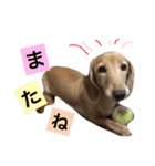 華コロ探検隊（個別スタンプ：13）