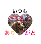 華コロ探検隊（個別スタンプ：15）
