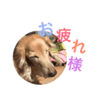 華コロ探検隊（個別スタンプ：16）
