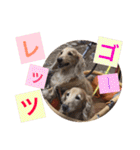 華コロ探検隊（個別スタンプ：21）