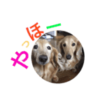 華コロ探検隊（個別スタンプ：23）
