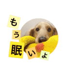 華コロ探検隊（個別スタンプ：37）