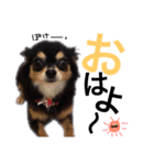 友達ん家の動物達(E)（個別スタンプ：9）