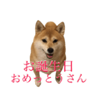 京柴犬−其の二（個別スタンプ：1）