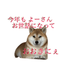 京柴犬−其の二（個別スタンプ：3）