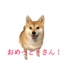 京柴犬−其の二（個別スタンプ：5）