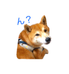 ぽてちすたんぷ（個別スタンプ：3）
