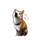 ぽてちすたんぷ（個別スタンプ：7）
