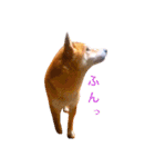 ぽてちすたんぷ（個別スタンプ：9）