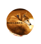 ぽてちすたんぷ（個別スタンプ：11）