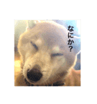 ぽてちすたんぷ（個別スタンプ：14）