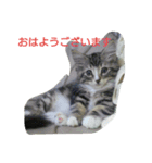 猫のはるくん（個別スタンプ：1）