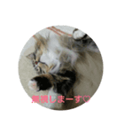 猫のはるくん（個別スタンプ：8）