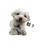 Baby guaiguai（個別スタンプ：8）