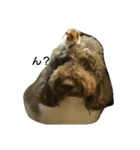 australianrabradoodle（個別スタンプ：1）