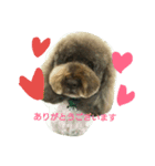 australianrabradoodle（個別スタンプ：2）