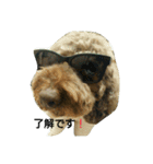 australianrabradoodle（個別スタンプ：3）