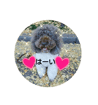 australianrabradoodle（個別スタンプ：4）