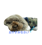 australianrabradoodle（個別スタンプ：5）
