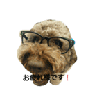 australianrabradoodle（個別スタンプ：6）