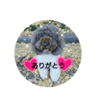 australianrabradoodle（個別スタンプ：7）