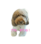 australianrabradoodle（個別スタンプ：8）