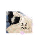パピヨンのMILK君（個別スタンプ：2）