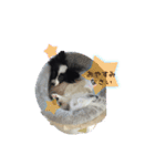 パピヨンのMILK君（個別スタンプ：3）