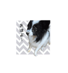 パピヨンのMILK君（個別スタンプ：4）