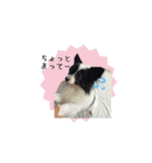 パピヨンのMILK君（個別スタンプ：5）