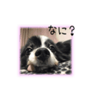パピヨンのMILK君（個別スタンプ：6）