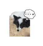 パピヨンのMILK君（個別スタンプ：7）