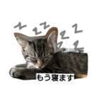 子ネコのつぶやき（個別スタンプ：6）