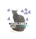 子ネコのつぶやき（個別スタンプ：7）