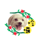 The beautiful Maltese named Maggie（個別スタンプ：1）