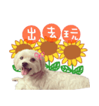 The beautiful Maltese named Maggie（個別スタンプ：2）