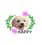 The beautiful Maltese named Maggie（個別スタンプ：4）