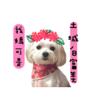 The beautiful Maltese named Maggie（個別スタンプ：6）