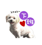 The beautiful Maltese named Maggie（個別スタンプ：7）