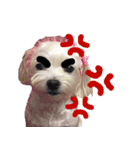 The beautiful Maltese named Maggie（個別スタンプ：11）