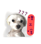 The beautiful Maltese named Maggie（個別スタンプ：12）