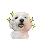 The beautiful Maltese named Maggie（個別スタンプ：13）