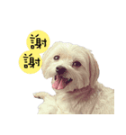 The beautiful Maltese named Maggie（個別スタンプ：14）