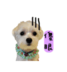 The beautiful Maltese named Maggie（個別スタンプ：15）