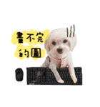 The beautiful Maltese named Maggie（個別スタンプ：16）