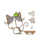 tea cat - daily（個別スタンプ：3）